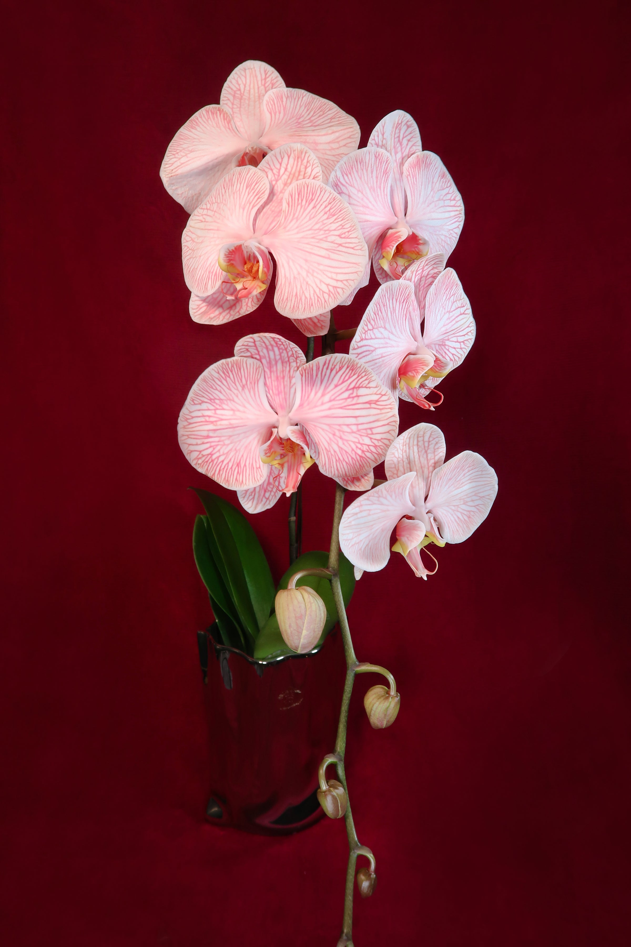 Hampers & Orchids