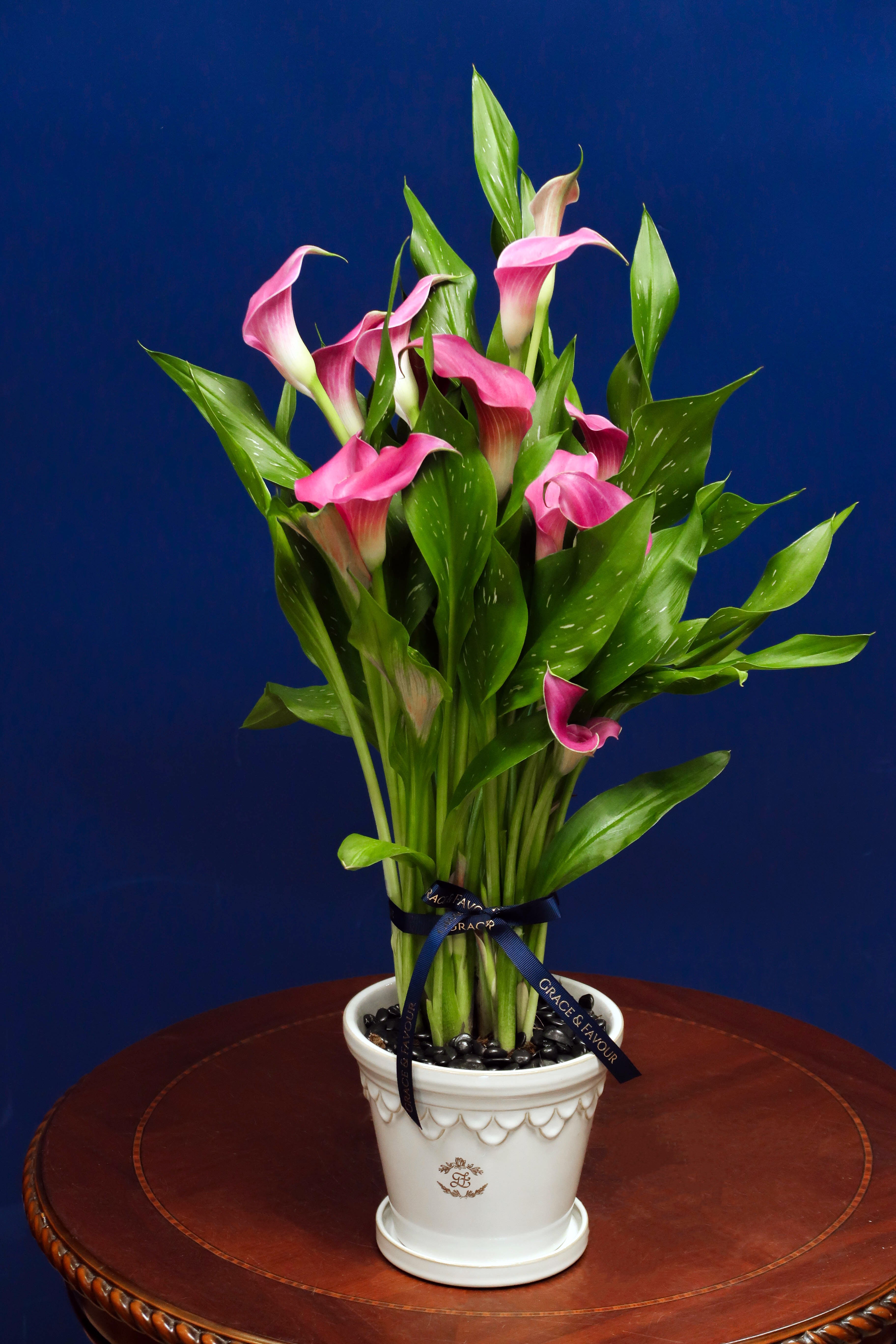 grace calla lily plant The Rosie (Calla Lily