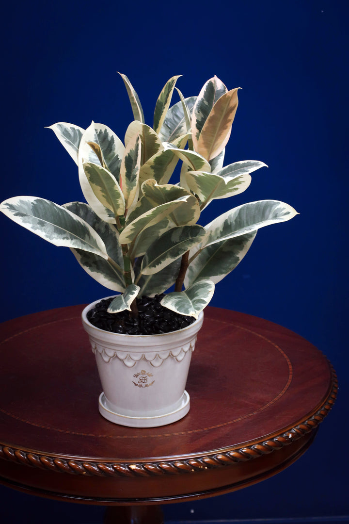 White Variegated Rubber Plant