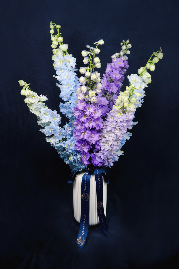 ❀The Delphinium