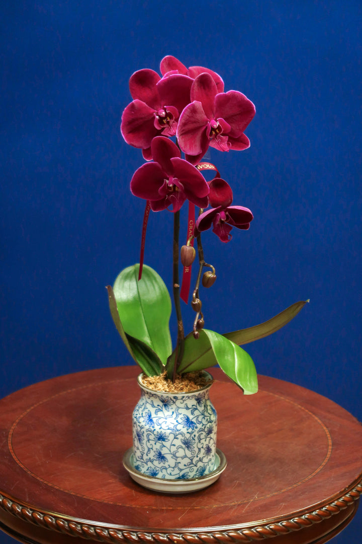 Wine Red Velvet Phalaenopsis Orchid