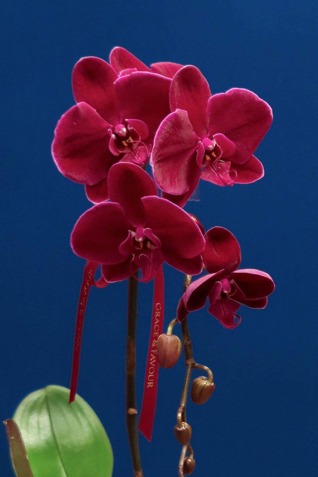 Wine Red Velvet Phalaenopsis Orchid