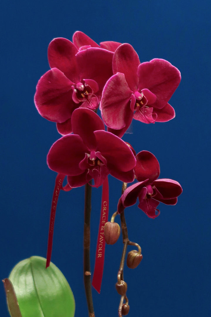 Wine Red Velvet Phalaenopsis Orchid