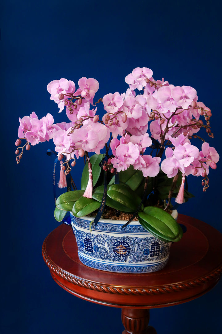 Mini Light Pink Phalaenopsis Orchids