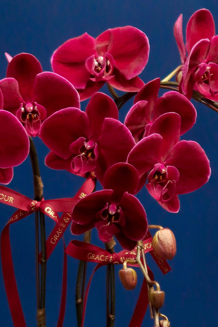Wine Red Velvet Phalaenopsis Orchids - Porcelain