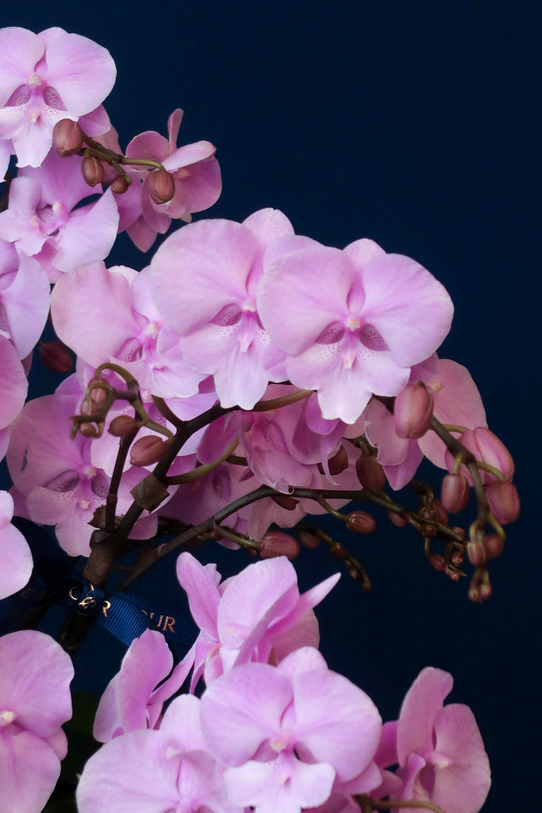 Mini Light Pink Phalaenopsis Orchids