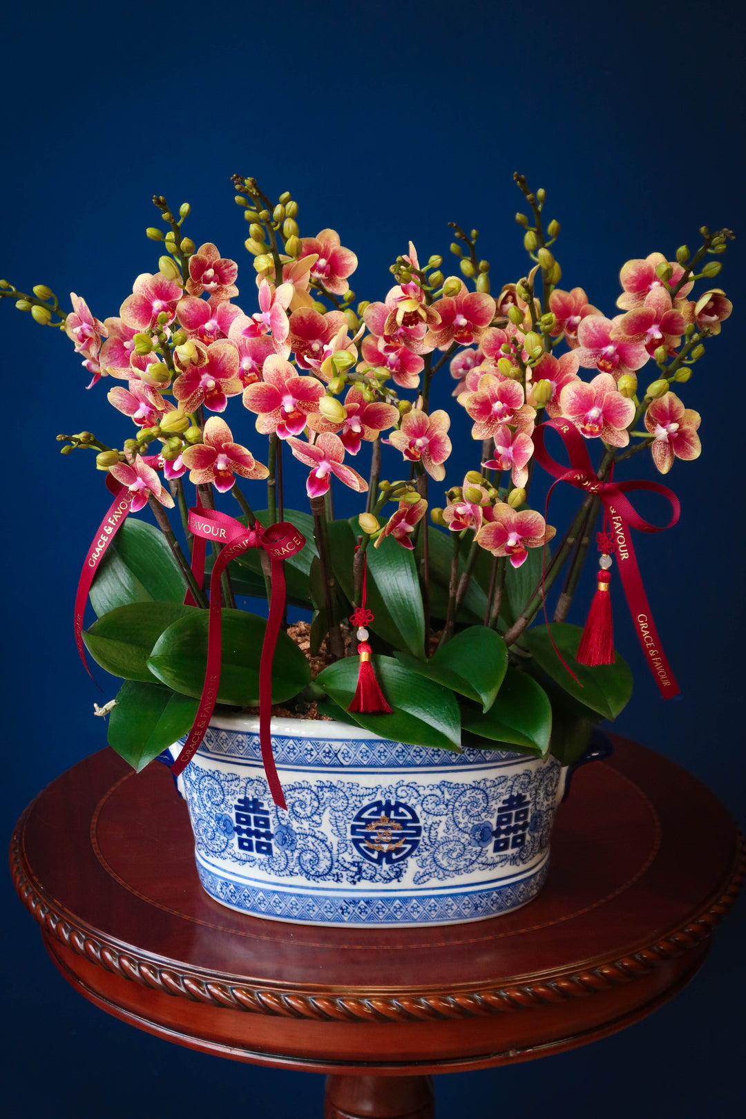Mini Dusty Gold Phalaenopsis Orchids