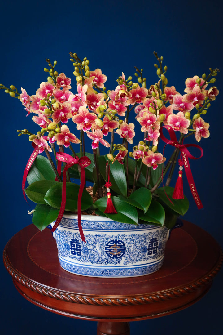 Mini Dusty Gold Phalaenopsis Orchids