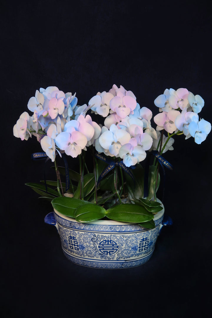 Mini Painted Unicorn Phalaenopsis Orchids