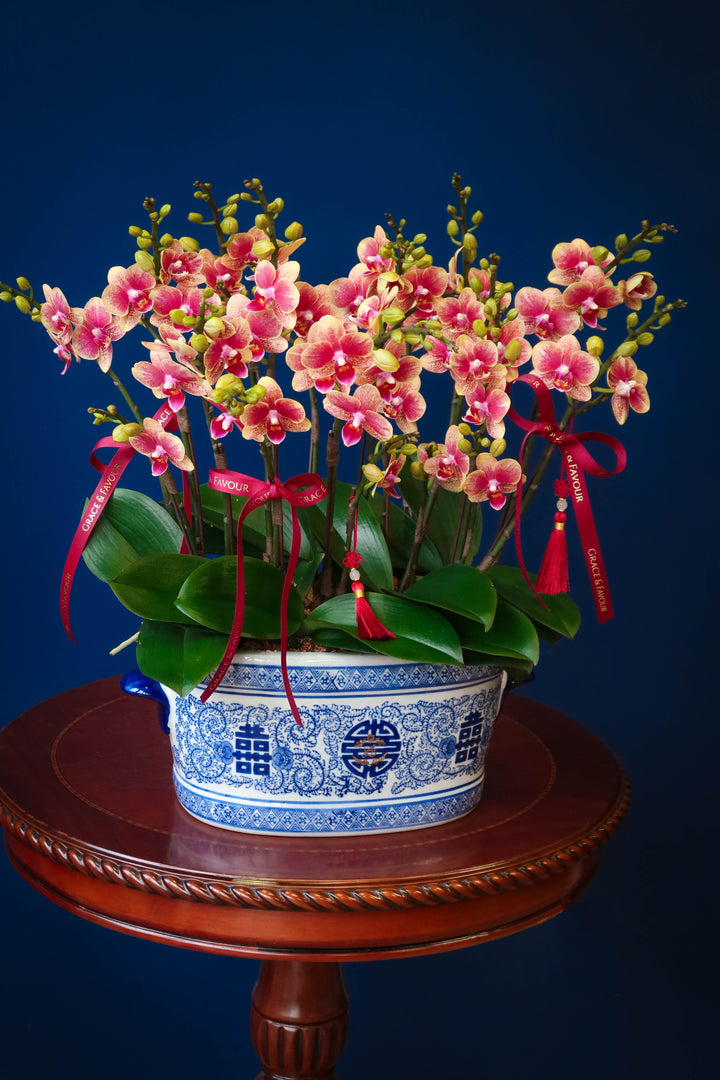 Mini Dusty Gold Phalaenopsis Orchids