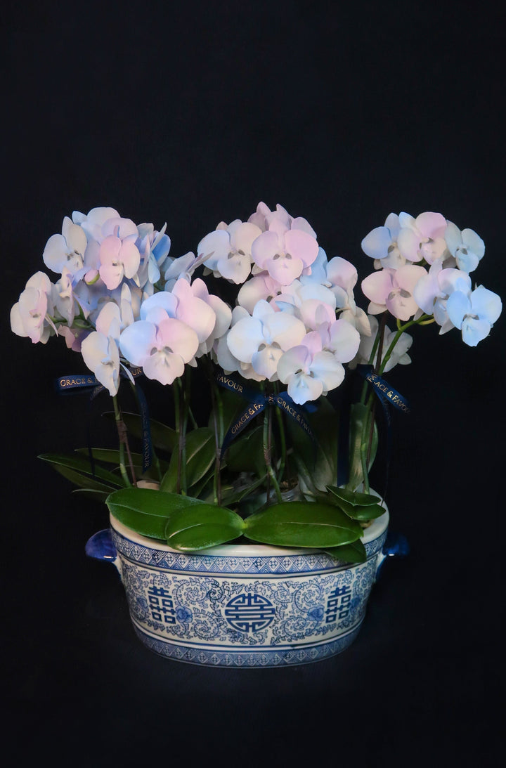 Mini Painted Unicorn Phalaenopsis Orchids