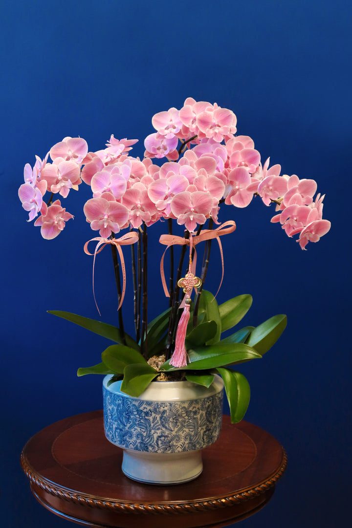 Pastel Sunset Phalaenopsis Orchids - Porcelain