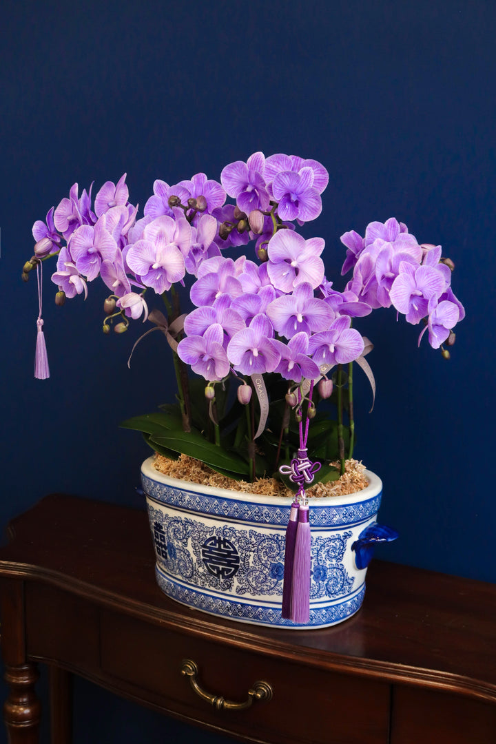 Mini Tinted Phalaenopsis Orchids - Purple Blessings