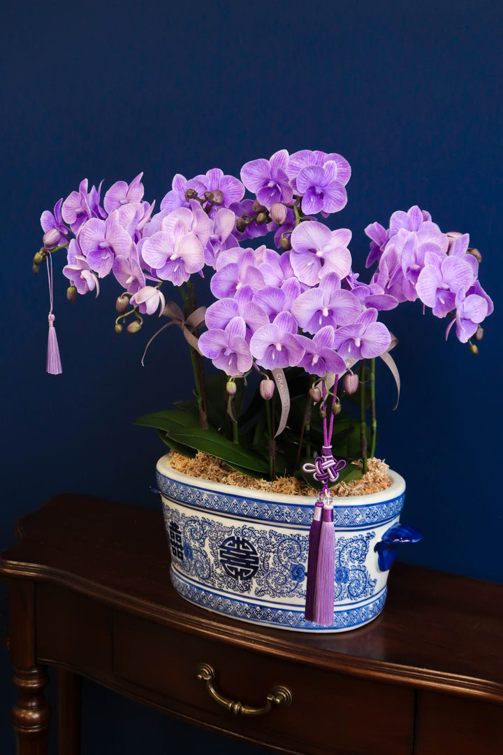 Mini Tinted Phalaenopsis Orchids - Purple Blessings