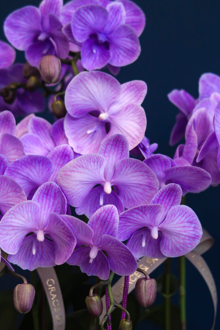 Mini Tinted Phalaenopsis Orchids - Purple Blessings