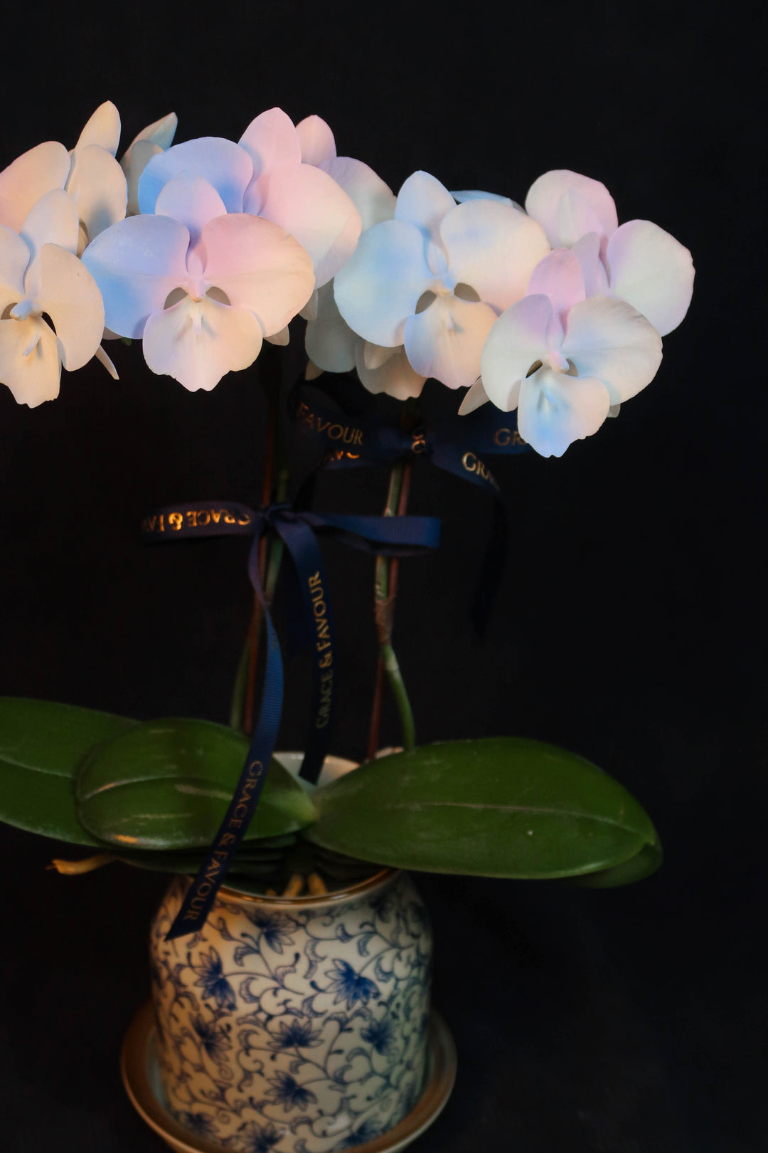 Mini Painted Unicorn Phalaenopsis Orchids - Single