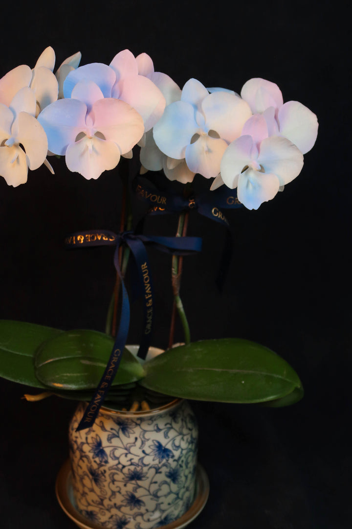 Mini Painted Unicorn Phalaenopsis Orchids - Single