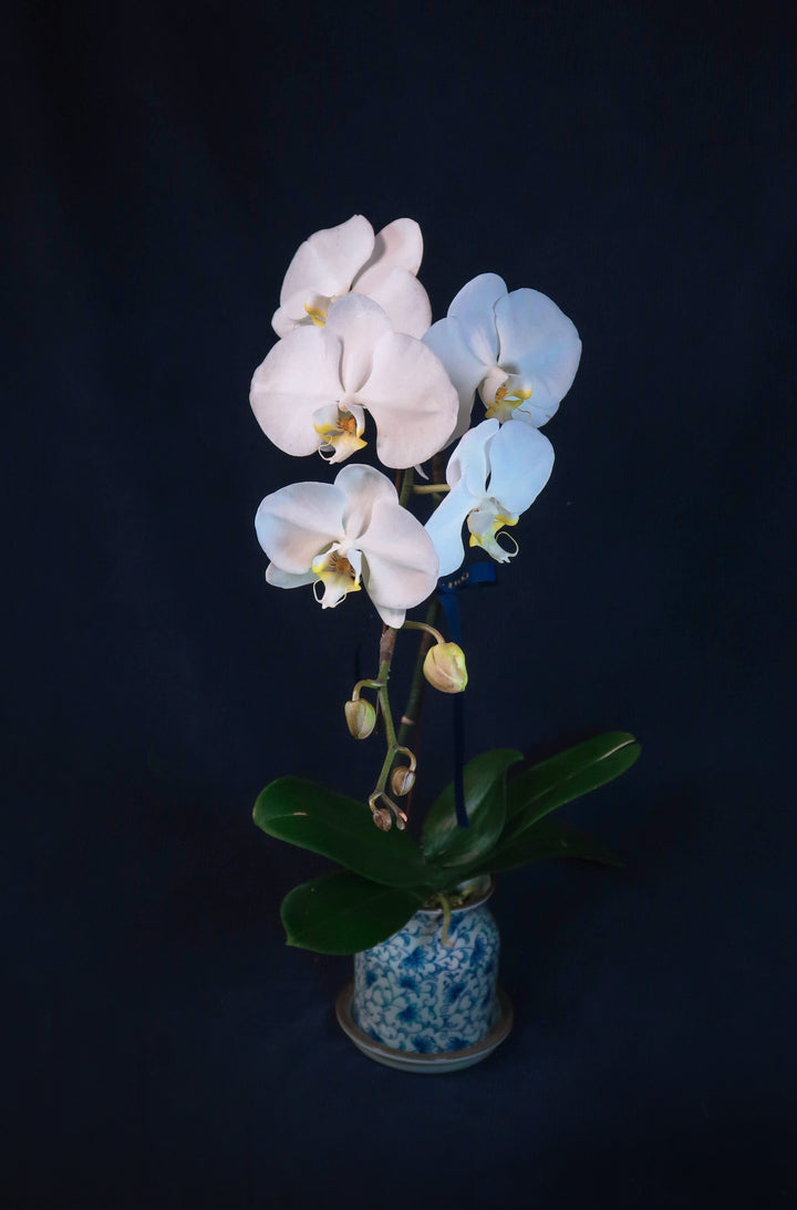 White Phalaenopsis Orchids - Single