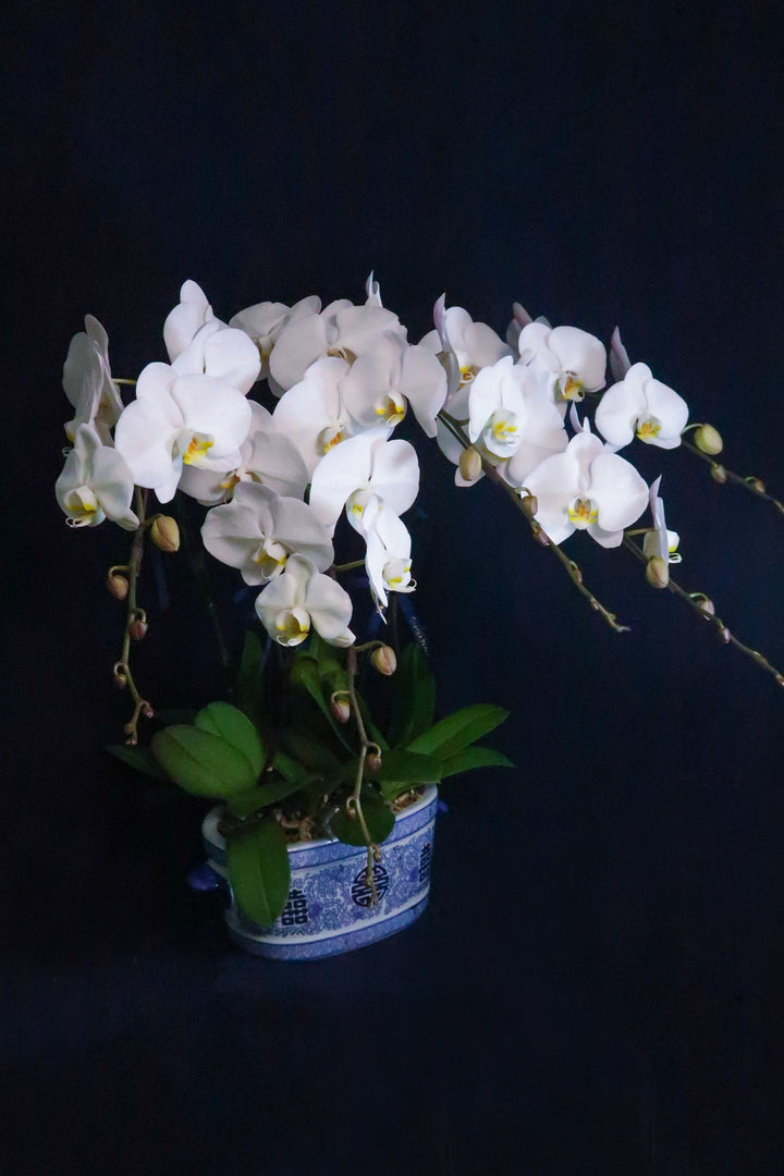White Phalaenopsis Orchids - Penta