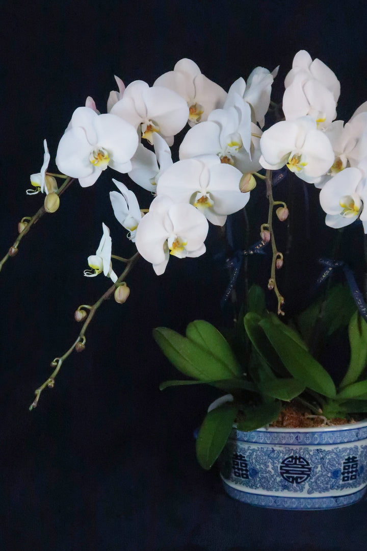 White Phalaenopsis Orchids - Penta
