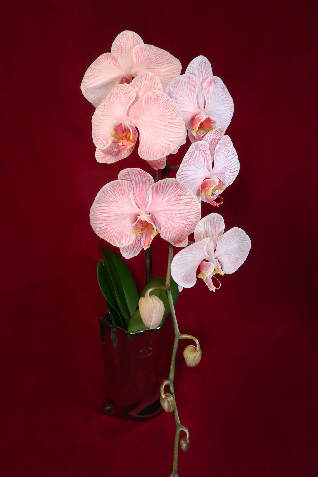 Hampers & Orchids