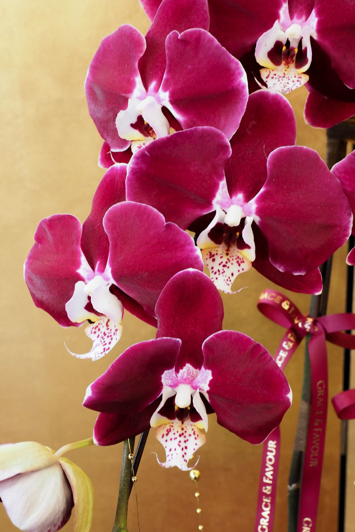CNY 2026 | Supreme 'Dragon' Phalaenopsis Orchids - Plum