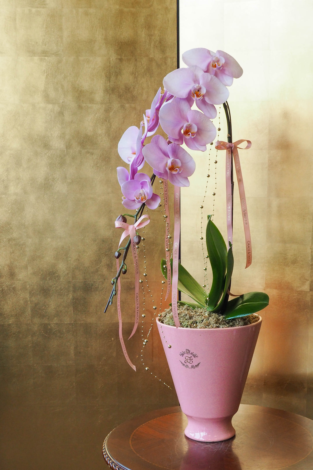 CNY 2026 | Supreme 'Dragon' Phalaenopsis Orchids - Blush