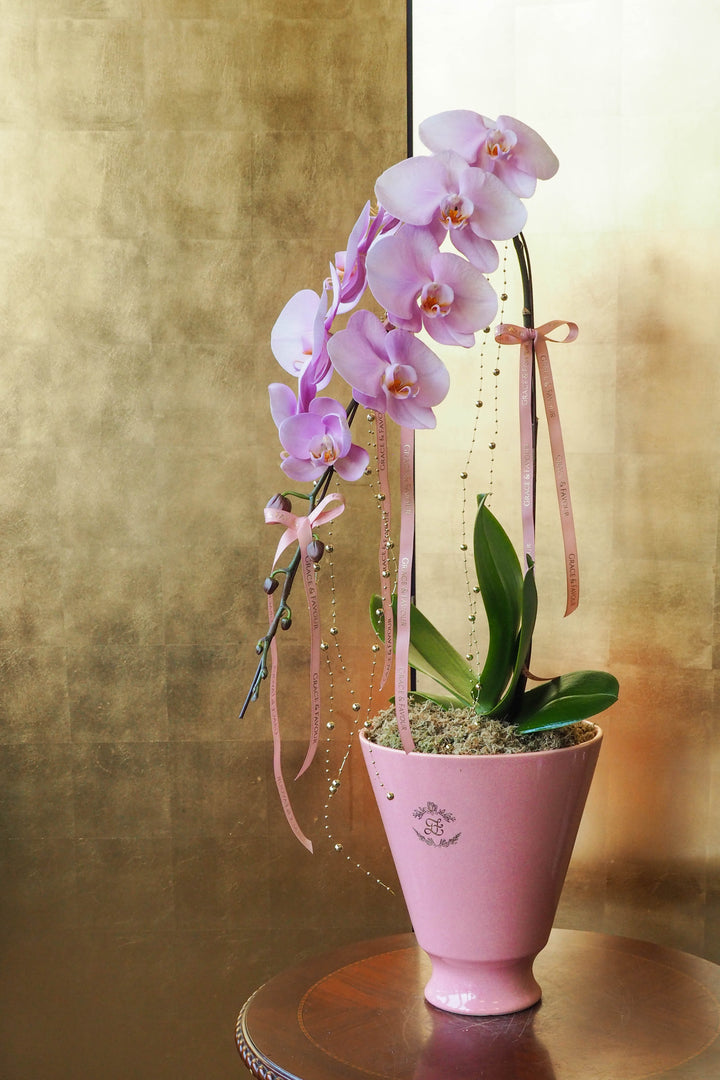 CNY 2026 | Supreme 'Dragon' Phalaenopsis Orchids - Blush