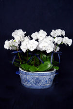 Load image into Gallery viewer, Mini Crystal White Phalaenopsis Orchids
