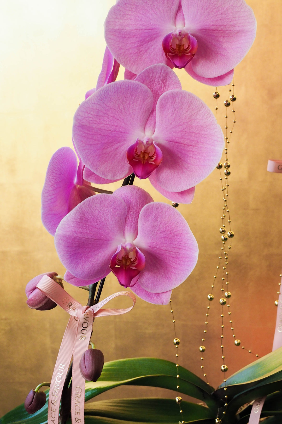 CNY 2026 | Supreme 'Dragon' Phalaenopsis Orchids - Pink