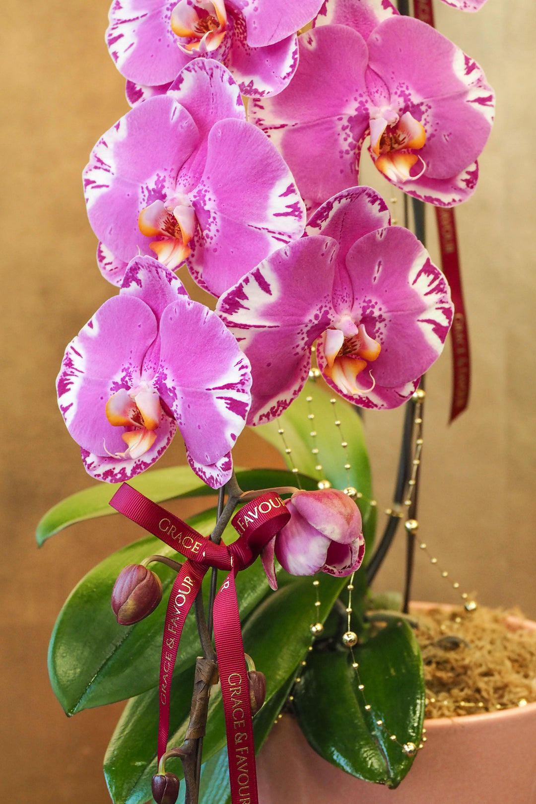 CNY 2026 | Supreme 'Dragon' Phalaenopsis Orchids - Fuchsia