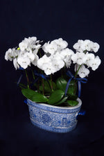Load image into Gallery viewer, Mini Crystal White Phalaenopsis Orchids
