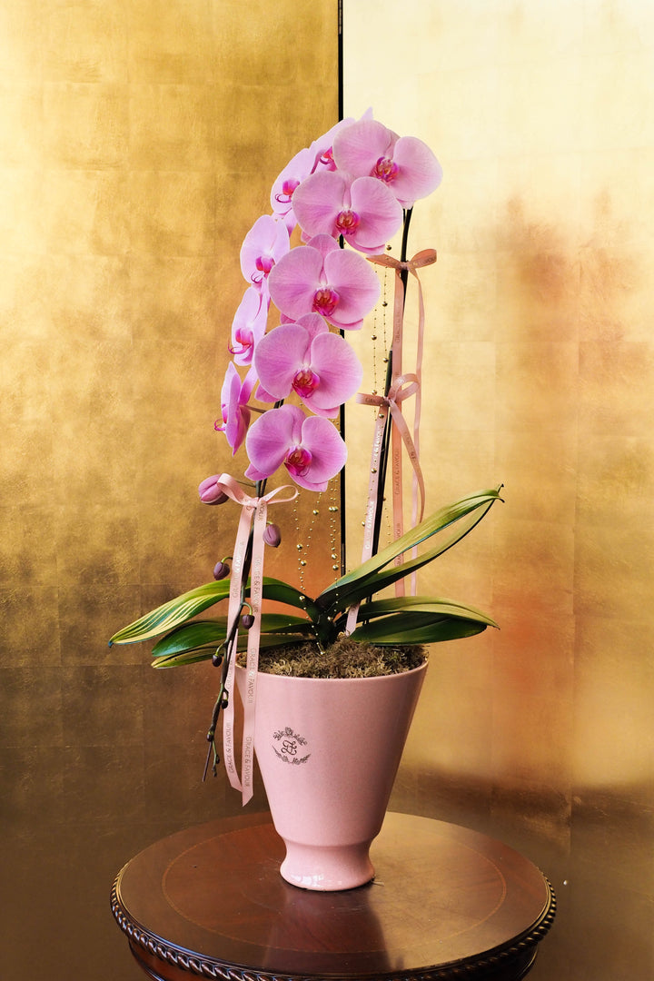 CNY 2026 | Supreme 'Dragon' Phalaenopsis Orchids - Pink