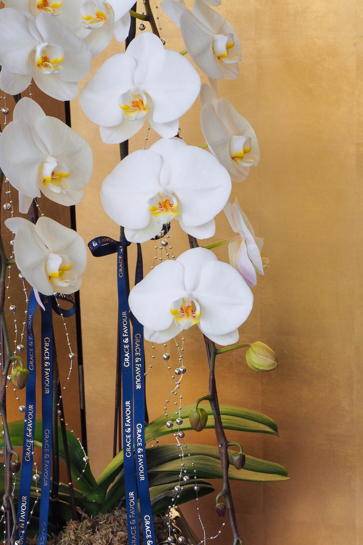 CNY 2026 | Supreme 'Dragon' Phalaenopsis Orchids - White