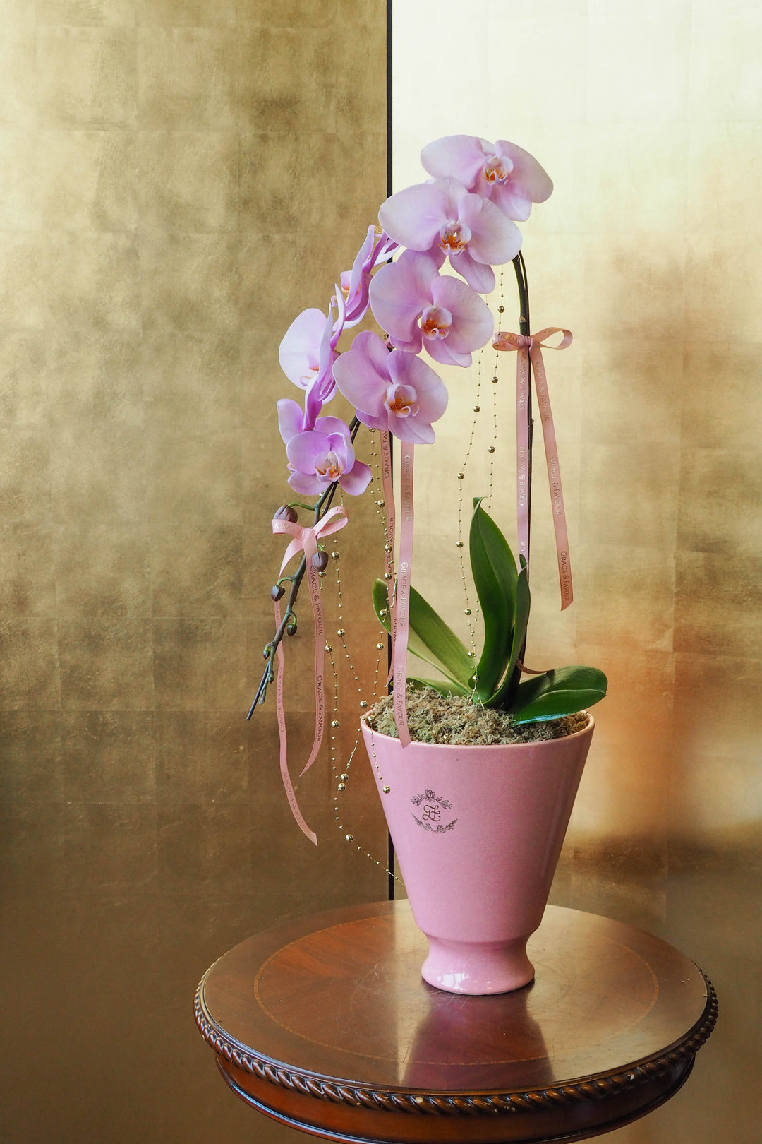 CNY 2026 | Supreme 'Dragon' Phalaenopsis Orchids - Blush