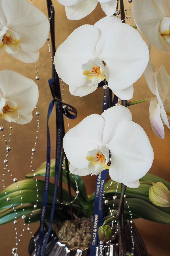 CNY 2026 | Supreme 'Dragon' Phalaenopsis Orchids - White