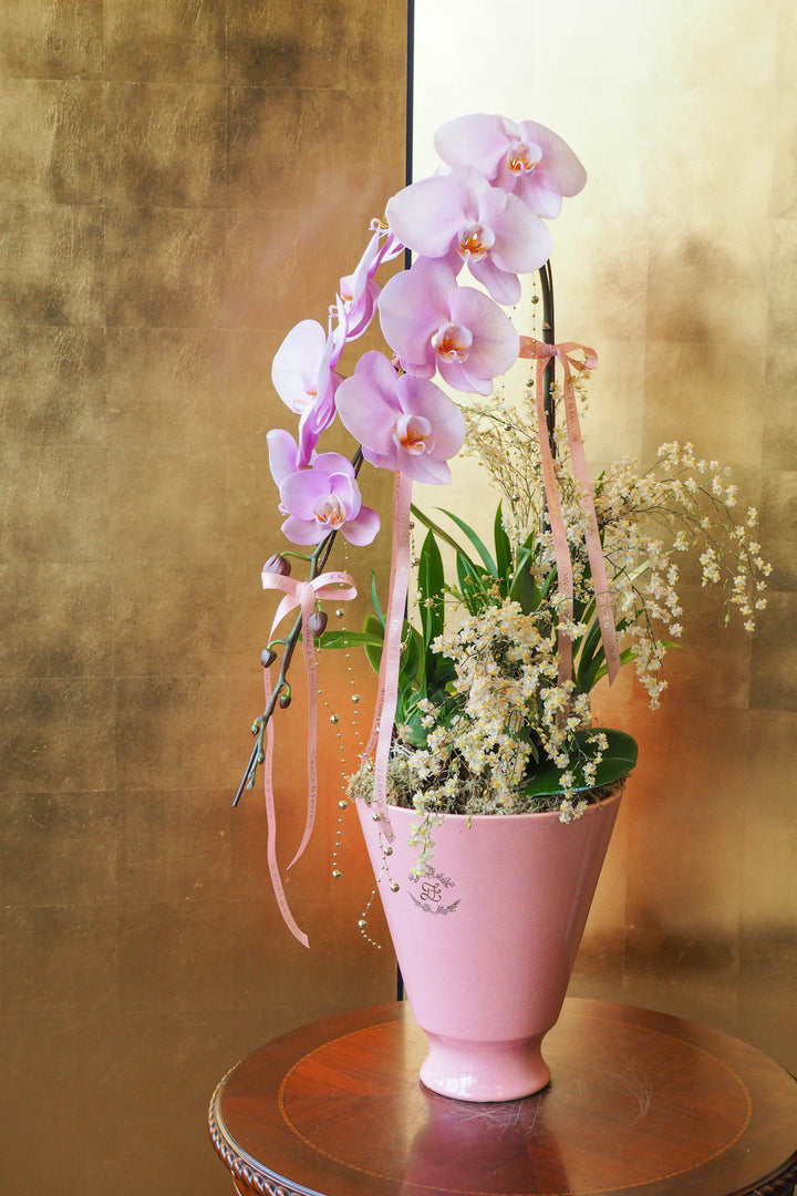 CNY 2026 | Supreme 'Dragon' Phalaenopsis Orchids - Blush