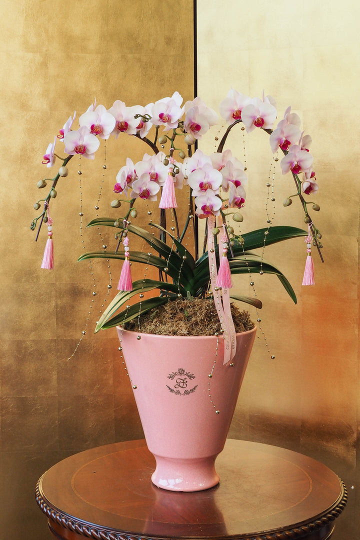 CNY 2026 | Mini Phalaenopsis Orchid Tree 5'