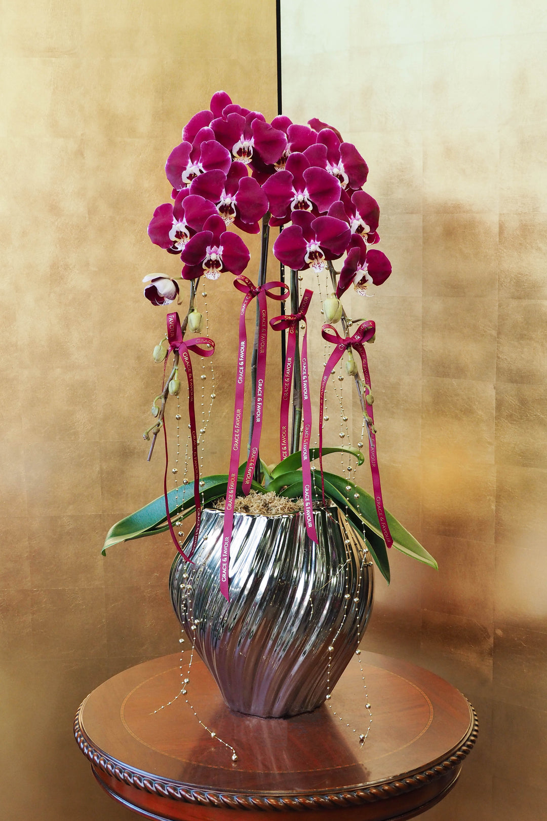 CNY 2026 | Supreme 'Dragon' Phalaenopsis Orchids - Plum
