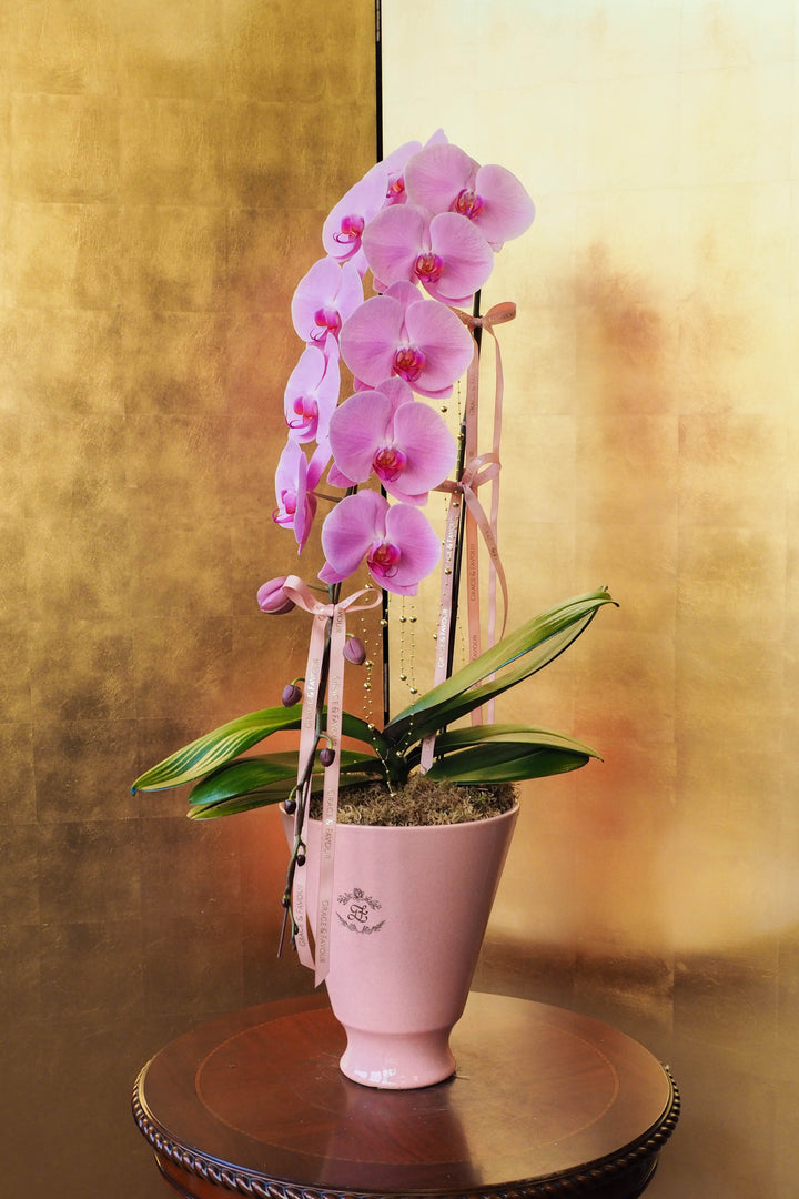 CNY 2026 | Supreme 'Dragon' Phalaenopsis Orchids - Pink