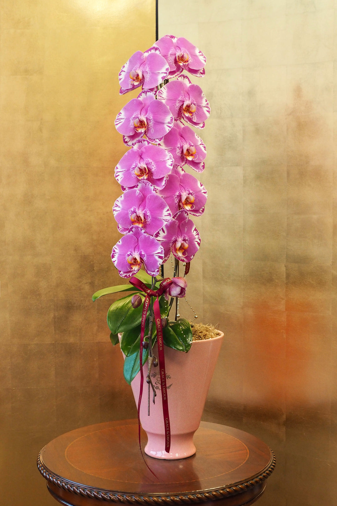 CNY 2026 | Supreme 'Dragon' Phalaenopsis Orchids - Fuchsia