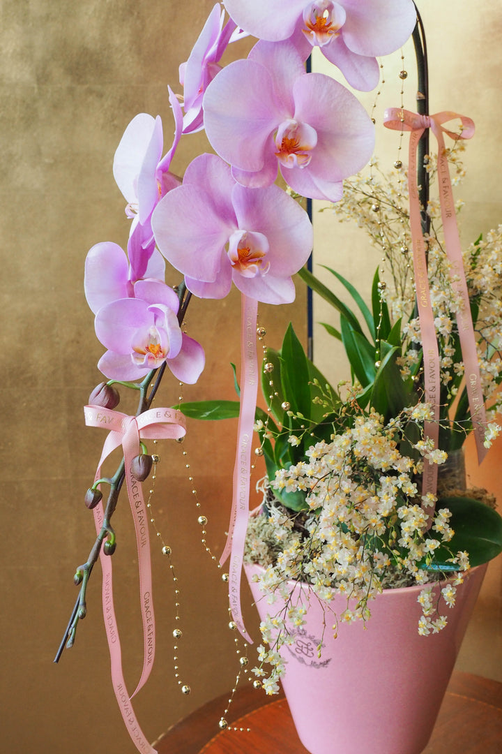 CNY 2026 | Supreme 'Dragon' Phalaenopsis Orchids - Blush