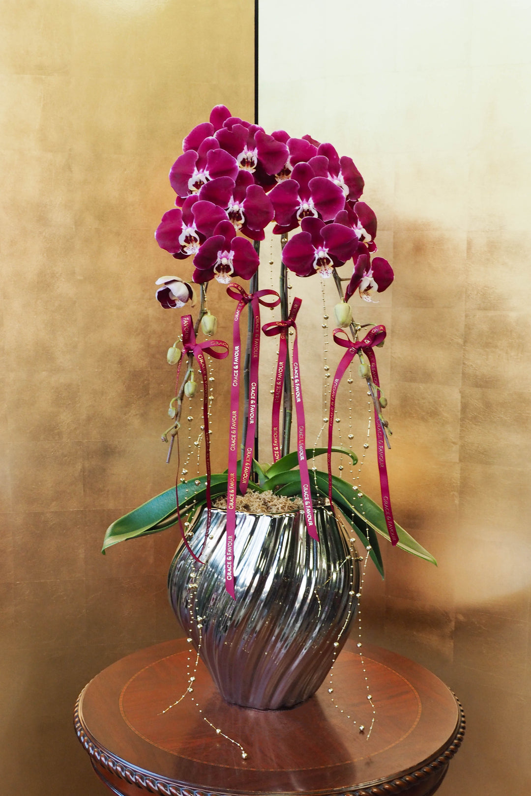 CNY 2026 | Supreme 'Dragon' Phalaenopsis Orchids - Plum