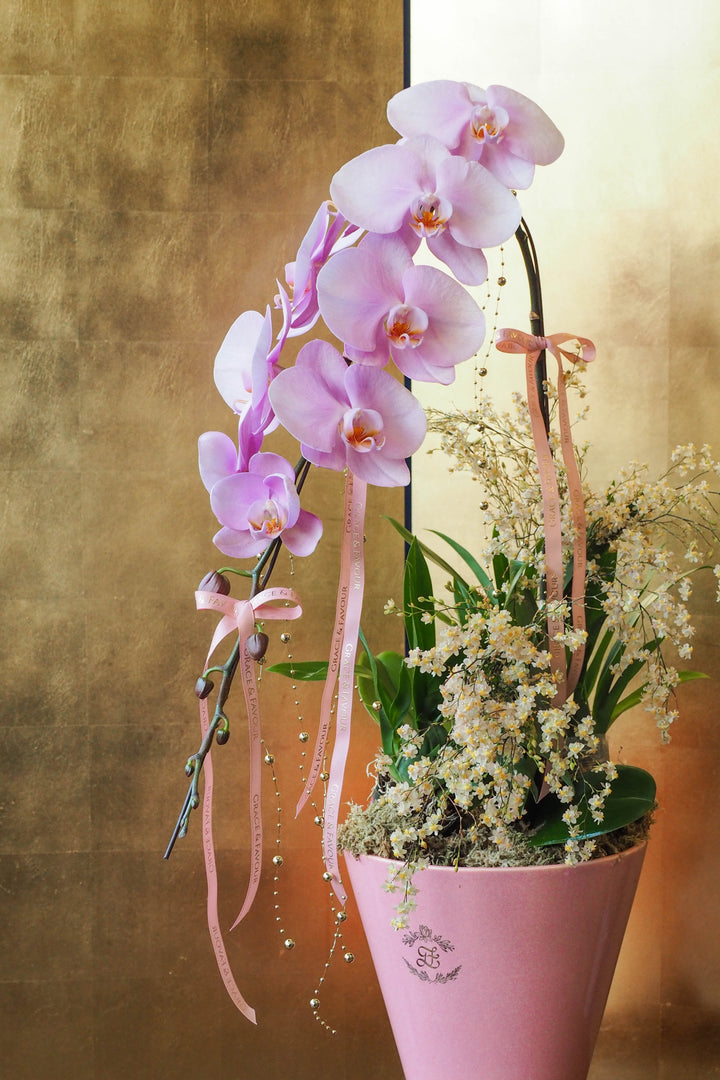 CNY 2026 | Supreme 'Dragon' Phalaenopsis Orchids - Blush