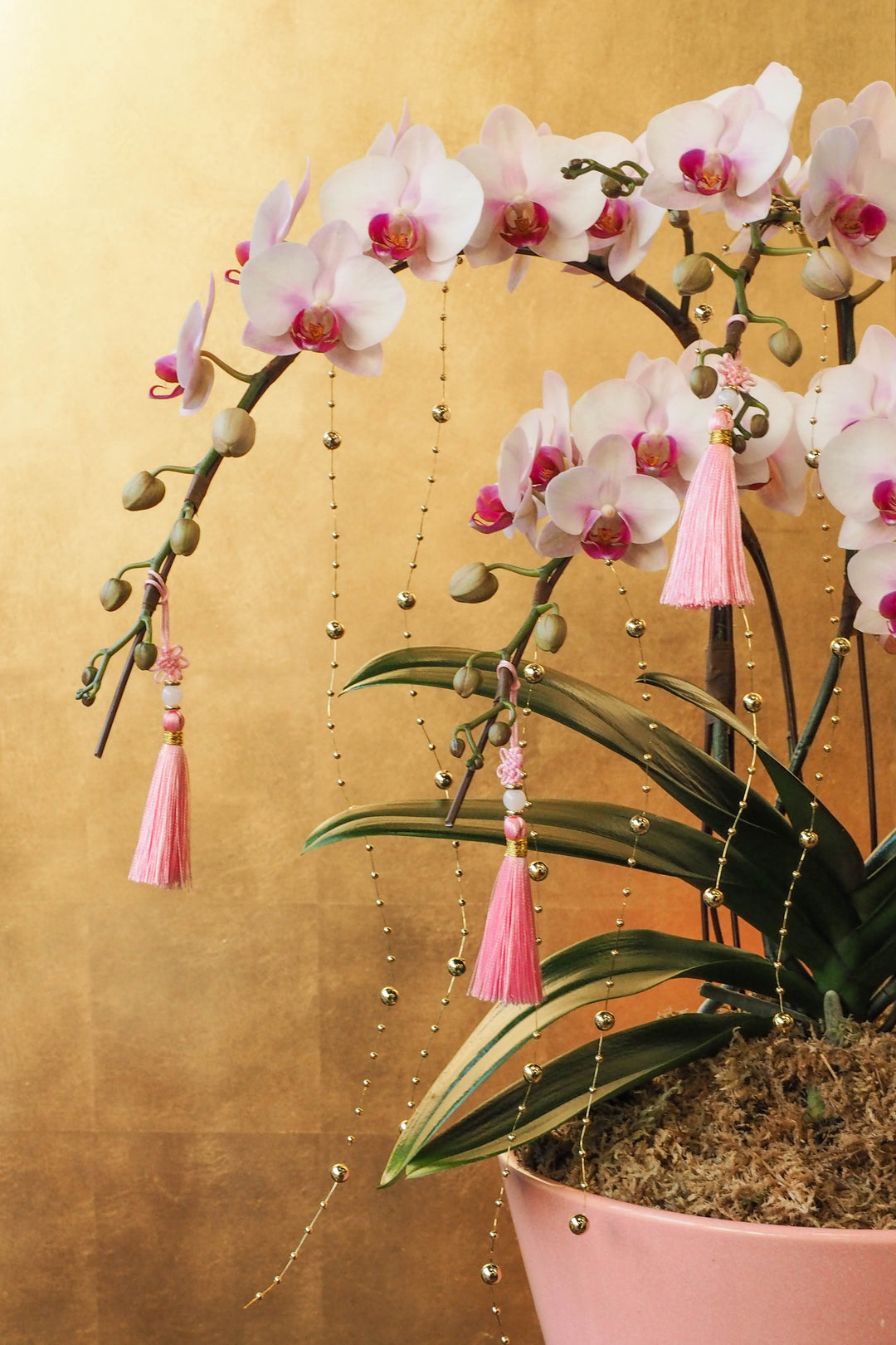 CNY 2026 | Mini Phalaenopsis Orchid Tree 5'