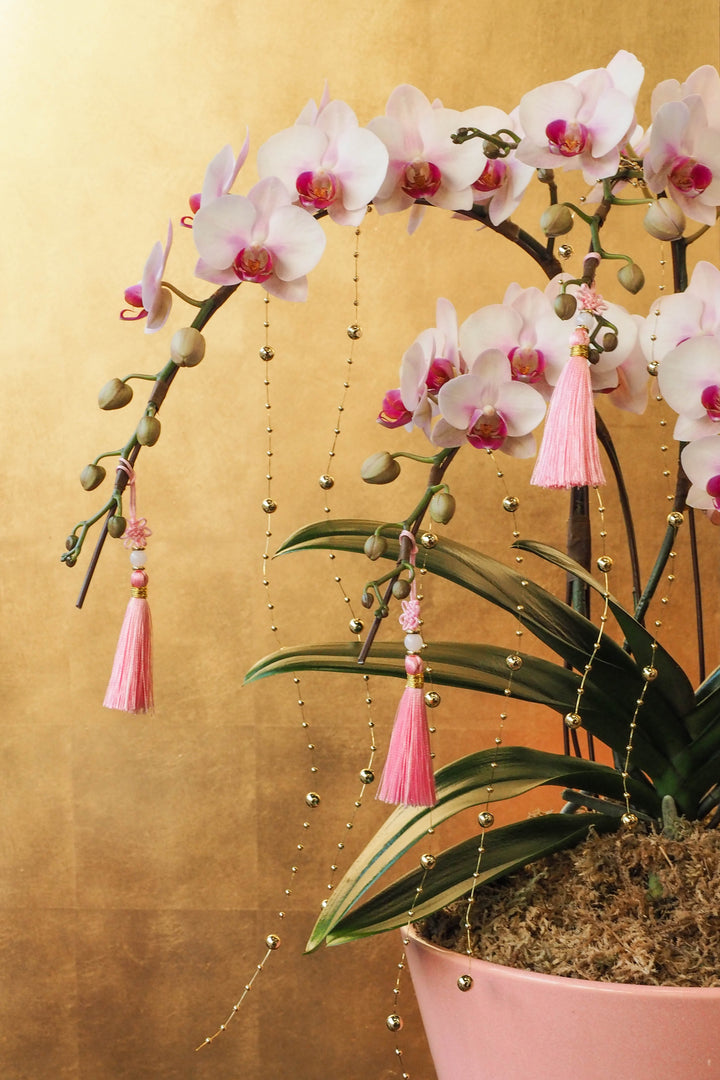 CNY 2026 | Mini Phalaenopsis Orchid Tree 5'
