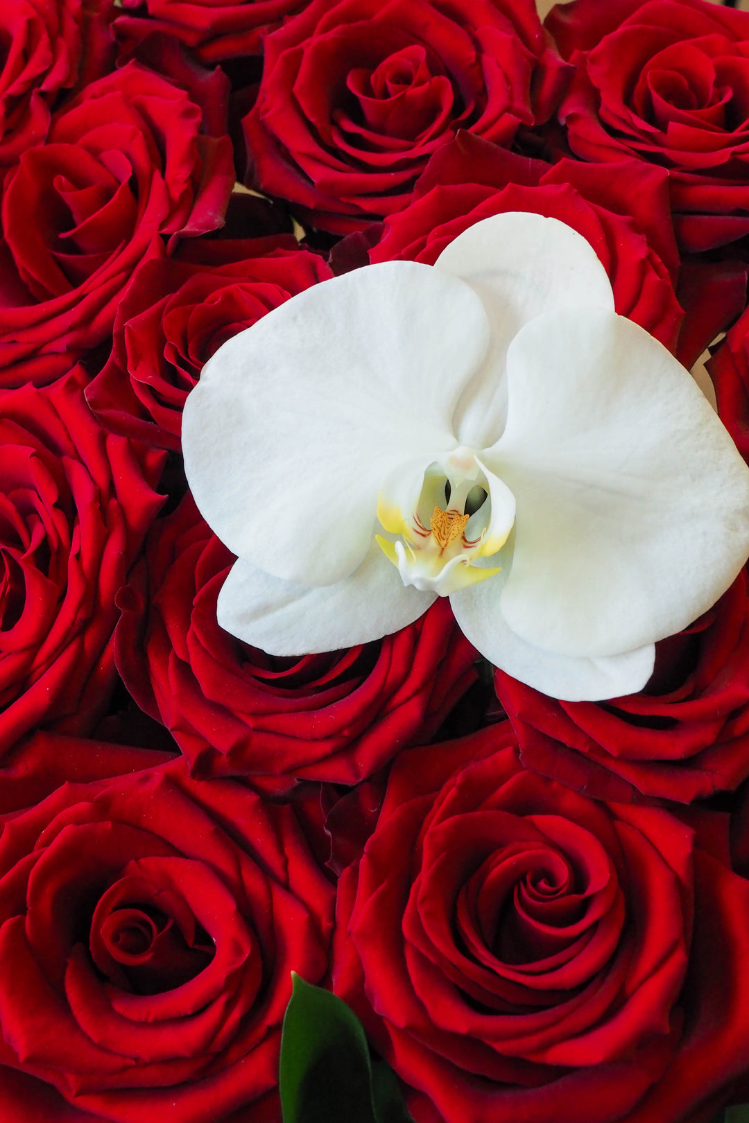 ♥ Pour l’éternité | For Eternity