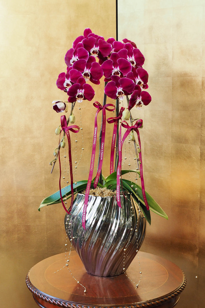 CNY 2026 | Supreme 'Dragon' Phalaenopsis Orchids - Plum
