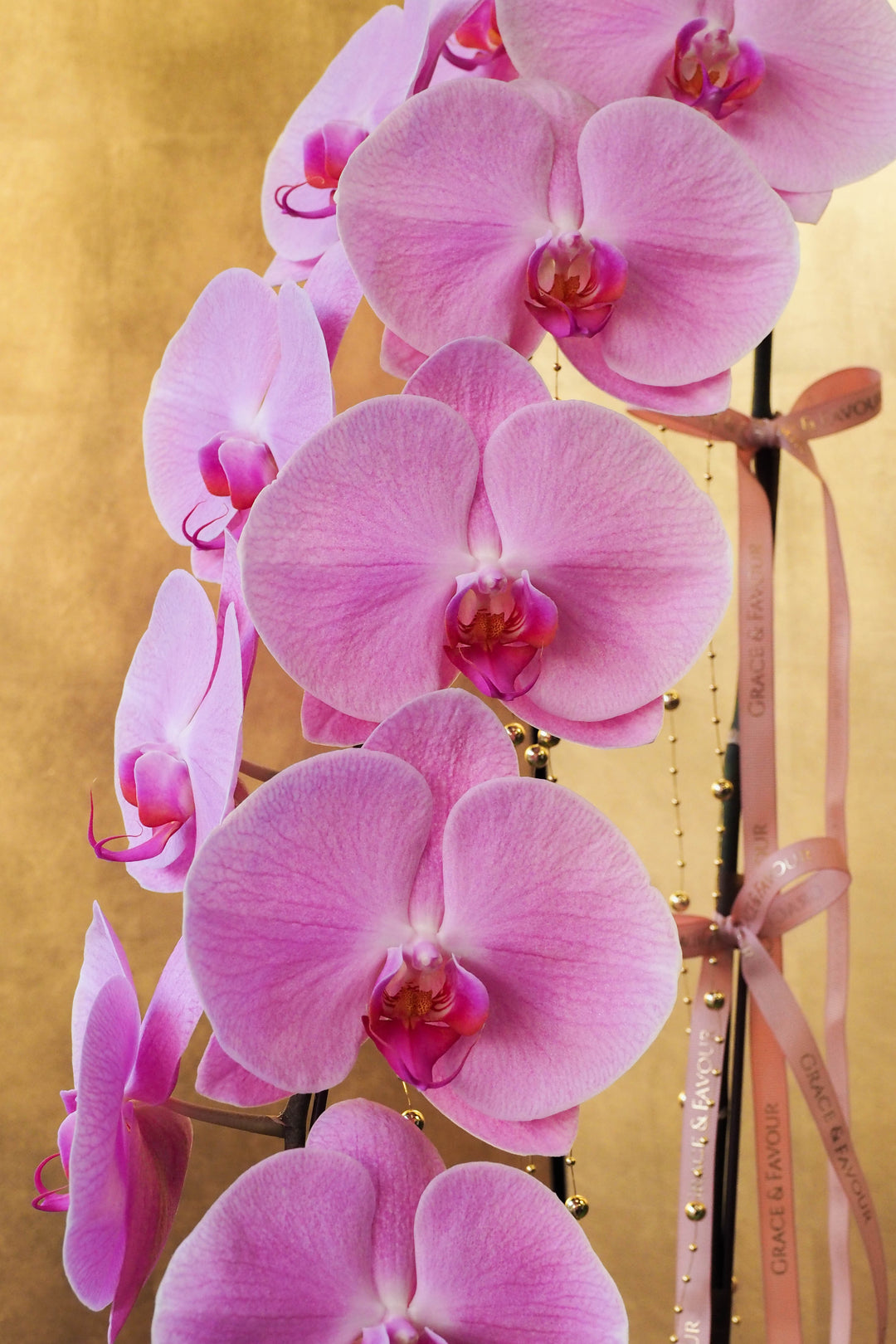 CNY 2026 | Supreme 'Dragon' Phalaenopsis Orchids - Pink