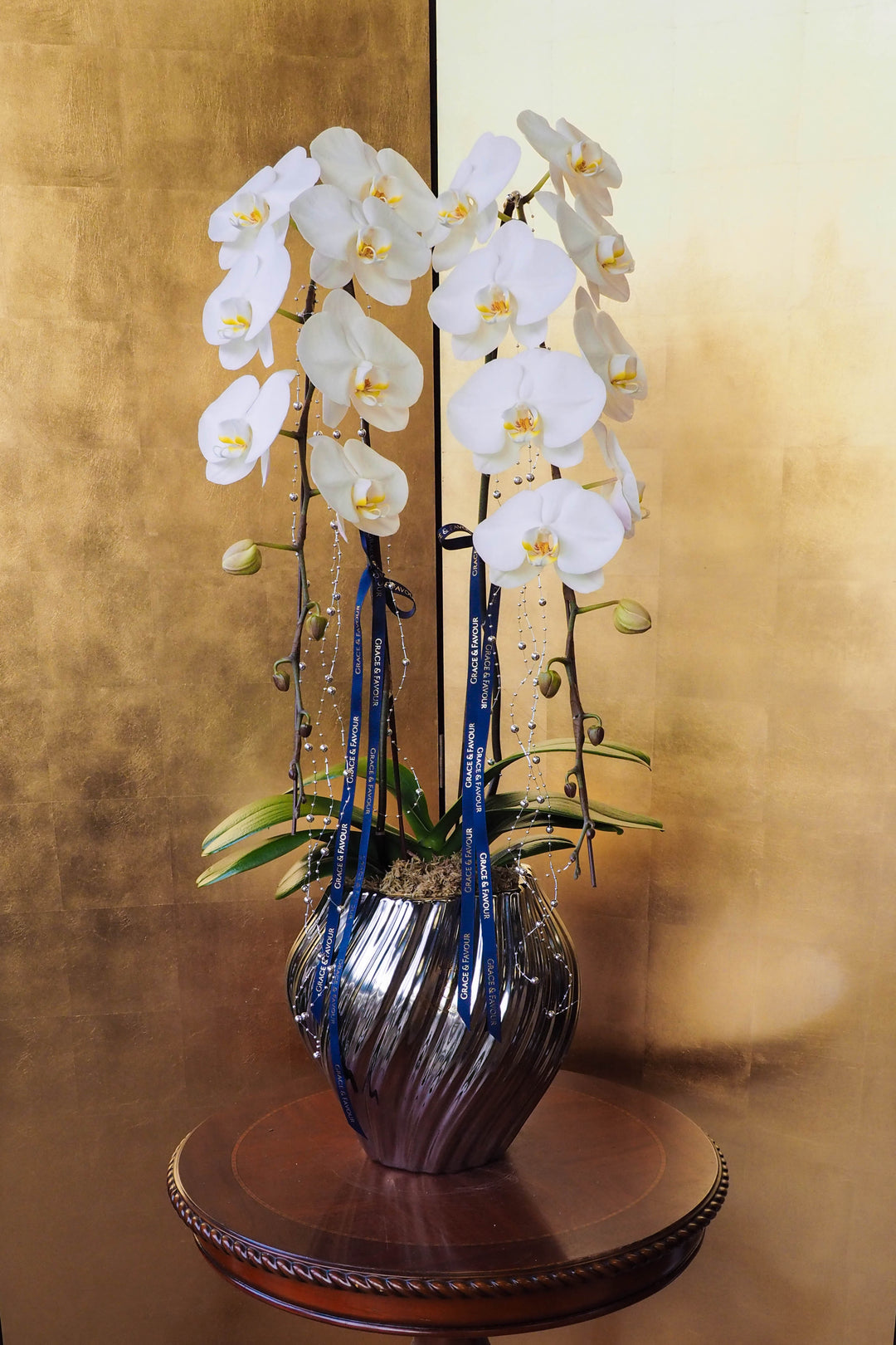 CNY 2026 | Supreme 'Dragon' Phalaenopsis Orchids - White